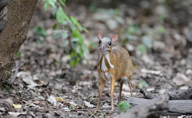 animals in mergui archipelago 4